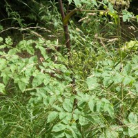 Angelica, Wild Angelica